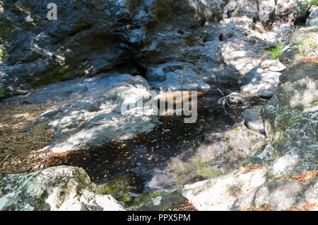 Gheerulla Creek im Sommer Stockfoto