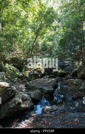 Gheerulla Creek im Sommer Stockfoto