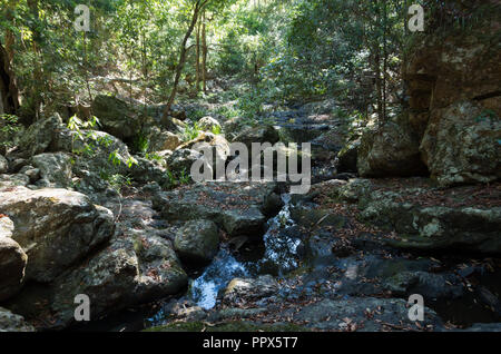 Gheerulla Creek im Sommer Stockfoto