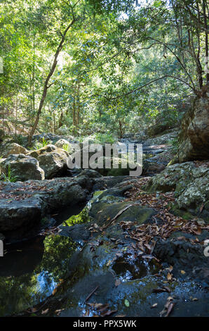 Gheerulla Creek im Sommer Stockfoto