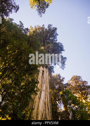 Lärche in den Anden, großen Baum in Patagonien. Natural Park Pumalin in Chile. Die höchsten Bäume. Süden Chile Stockfoto