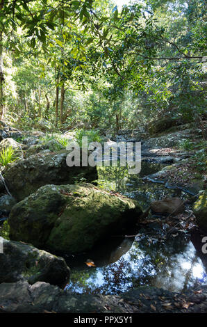 Gheerulla Creek im Sommer Stockfoto