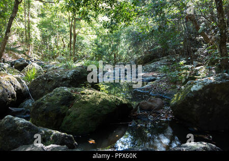 Gheerulla Creek im Sommer Stockfoto