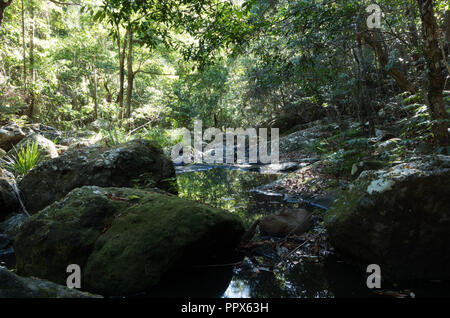 Gheerulla Creek im Sommer Stockfoto