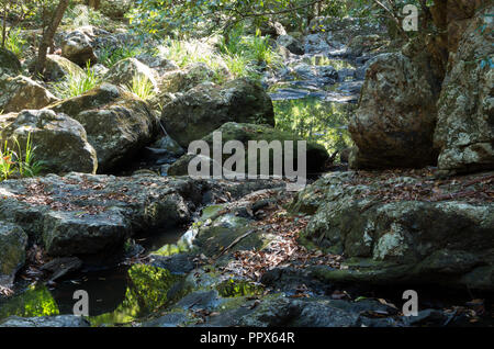 Gheerulla Creek im Sommer Stockfoto