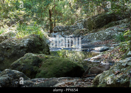 Gheerulla Creek im Sommer Stockfoto