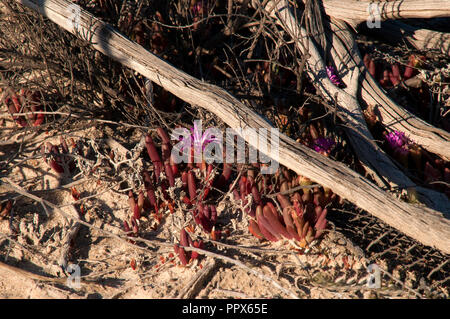 Hyden Australien, pigface Pflanze, die in der Nähe von salt lake Stockfoto