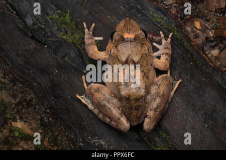Malesian Frosch, Limnonectes malesianus Stockfoto