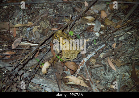 Cane Toad in der Nacht in der Sunshine Coast Hinterland Stockfoto