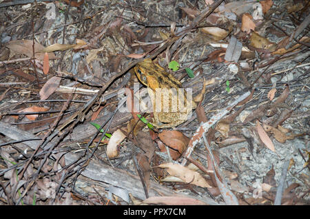 Cane Toad in der Nacht in der Sunshine Coast Hinterland Stockfoto