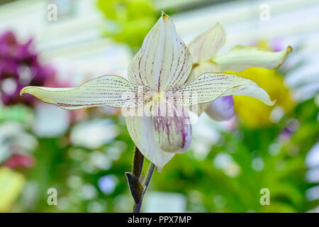 Paphiopedilum, oft als die Venus Pantoffel ist eine Gattung der Lady Slipper Orchidee Unterfamilie Cypripedioideae blühende Pflanze Familie Orchidace Stockfoto