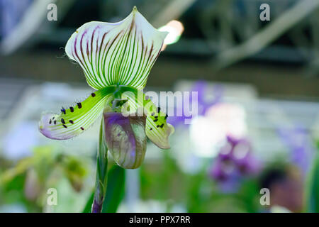 Paphiopedilum, oft als die Venus Pantoffel ist eine Gattung der Lady Slipper Orchidee Unterfamilie Cypripedioideae blühende Pflanze Familie Orchidace Stockfoto