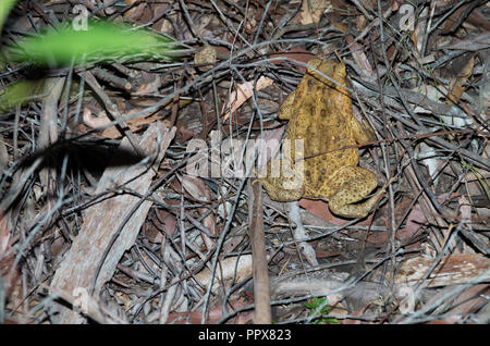 Cane Toad in der Nacht in der Sunshine Coast Hinterland Stockfoto