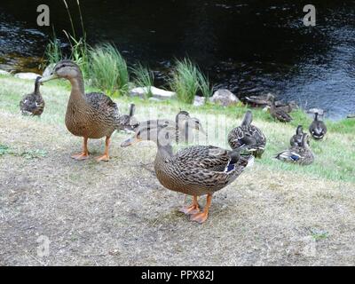 Enten am Ufer des Flusses Spey, Aviemore, Highlands von Schottland Stockfoto