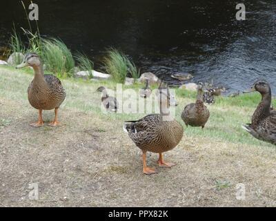 Enten am Ufer des Flusses Spey, Aviemore, Highlands von Schottland Stockfoto