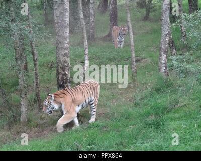 Amur Tiger, die Highland Wildlife Park, Kingussie, Highland, Schottland Stockfoto