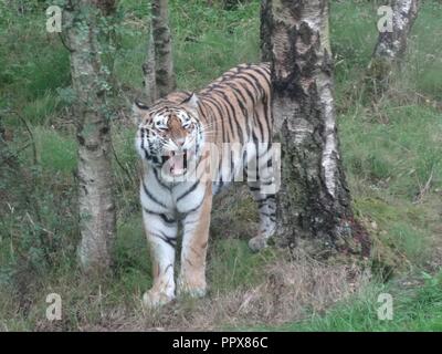 Amur Tiger, die Highland Wildlife Park, Kingussie, Highland, Schottland Stockfoto