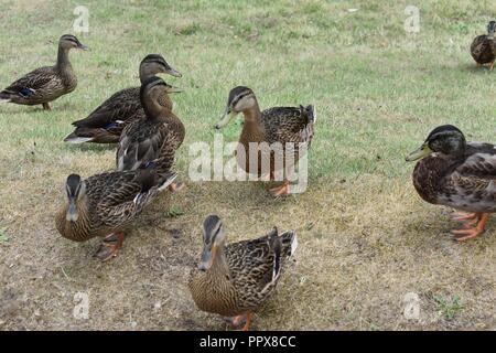 Enten am Ufer des Flusses Spey, Aviemore, Highlands von Schottland Stockfoto