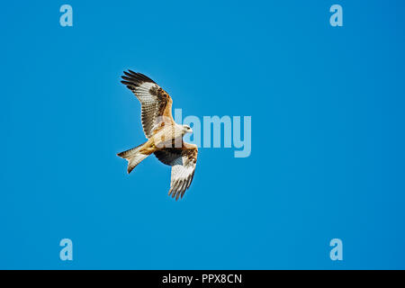 Ein Rotmilan, Milvus milvus, fliegende vor blauem Himmel Stockfoto