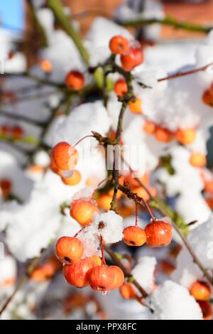 Schnee beladenen Crab Apple Obst und Zweige, England, UK, Westeuropa. Stockfoto