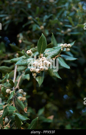 Niederlassung von Quercus ilex Stockfoto