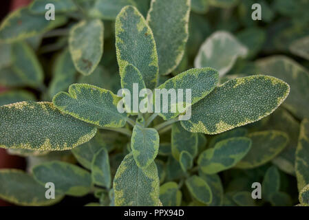 Salvia officinalis icterina Nahaufnahme Stockfoto