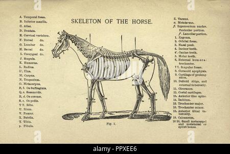 Zucht, Ausbildung, Verwaltung und Krankheiten der Pferde und andere Haustiere Stockfoto