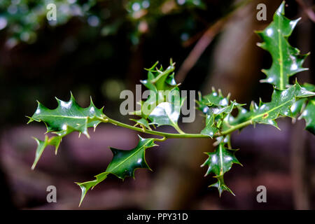 New Forest, Hampshire, UK. Wetter 28 September 2018 New Forest Hampshire. Einen schönen herbstlichen Tag im New Forest einen herrlichen sonnigen Tag mit goldenen herbstlichen Farben. Credit Paul Chambers/Alamy leben Nachrichten Stockfoto