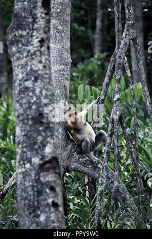 Alpha Male proboscis Affen in Baum an der Labuk Bay in Sabah, Borneo Stockfoto