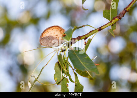 Isolierte reif Mandel auf Ast auf Sonnenlicht Stockfoto