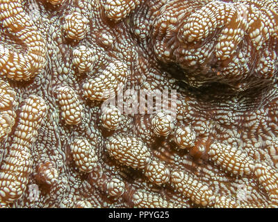 Mussidae ist eine Familie von Stony Coral in der Ordnung Scleractinia. Stockfoto