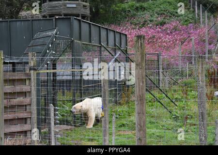 Polar Bär der Highland Wildlife Park, Kingussie, Highland, Schottland Stockfoto