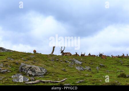 Das Highland Wildlife Park, Kingussie, die Highlands, Schottland, Großbritannien Stockfoto