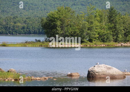 Kleine Insel in der Nähe von Chittenden Dam mit Möwen auf einem Felsen und im Wasser in den Vordergrund. Stockfoto