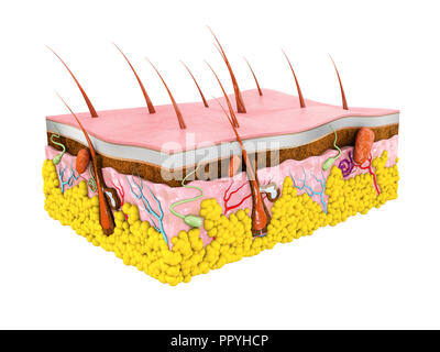 Die menschliche Haut Anatomie 3d Illustration isoliert weißer Hintergrund Stockfoto