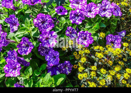 Petunie Petunia Nachthimmel, Melampodium paludosum Stockfoto