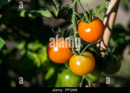 Die Gardener delight Tomaten reifen auf der Rebe Stockfoto