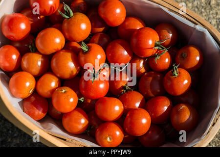 Die Gardener delight Tomaten in einer trug Warenkorb Stockfoto