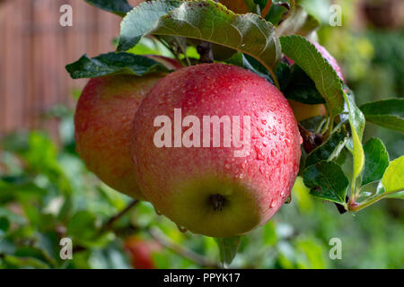 Big braeburn Äpfel Rip auf dem Apfelbaum Nahaufnahme Stockfoto