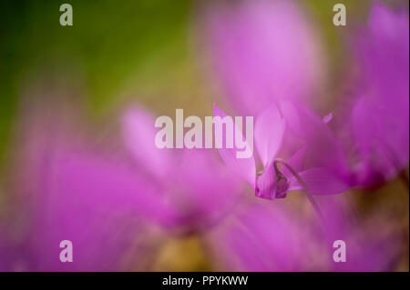 Detail von Cyclamen Stockfoto