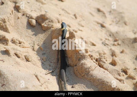 Wenig lebendige Schlange warm auf braunem Sand am Strand im sonnigen Sommertag Stockfoto