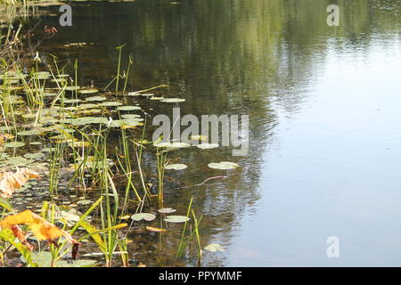 Dunklen Wasser des alten wilden Teich mit Blättern von Lilly auf der Oberfläche in warmen Sommertag Stockfoto