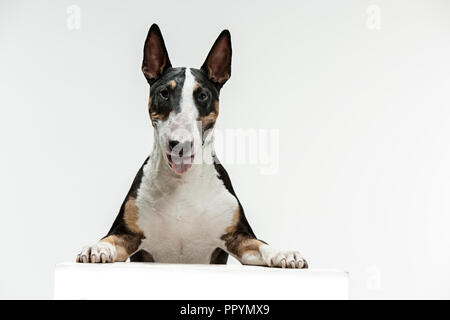 Bull Terrier Typ Hund auf weißem Studiohintergrund Stockfoto