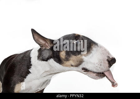 Bull Terrier Typ Hund auf weißem Studiohintergrund Stockfoto