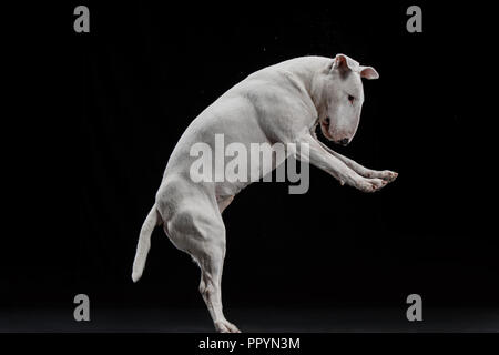Bull Terrier Typ Hund auf schwarzem studio Hintergrund Stockfoto
