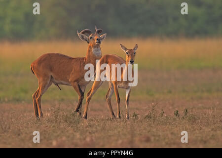 In Uganda kob Stockfoto