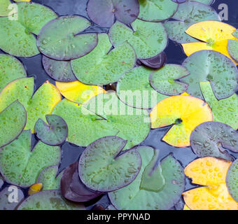 Weiße Seerose und Blätter im Gartenteich Stockfoto
