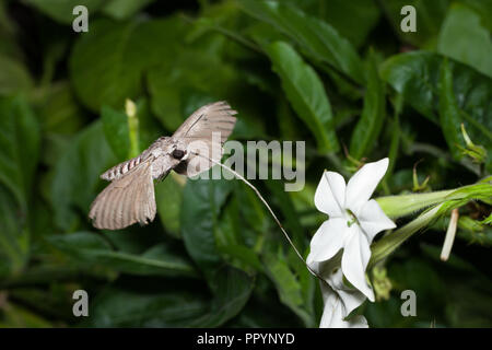 Convolvulus Hawk-moth Fütterung auf Jasmin Tabak Stockfoto