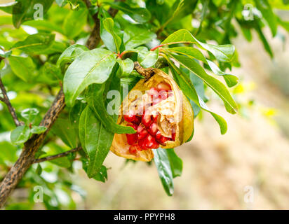 Nahaufnahme von halb gefressenen Granatäpfeln, die am Baum wachsen, Andalusien, Spanien Stockfoto