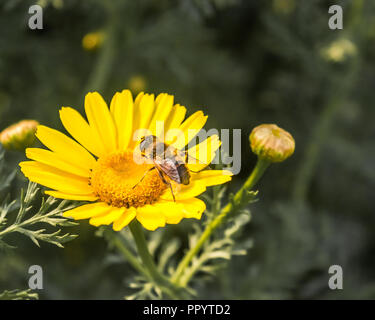 Biene auf einer Sonnenblume mit blühenden Knospen und grüne Blätter, Nahaufnahme Stockfoto